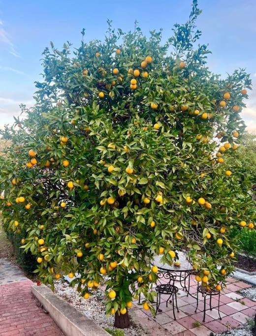 Finca Tierra Sana Estepona Eksteriør bilde