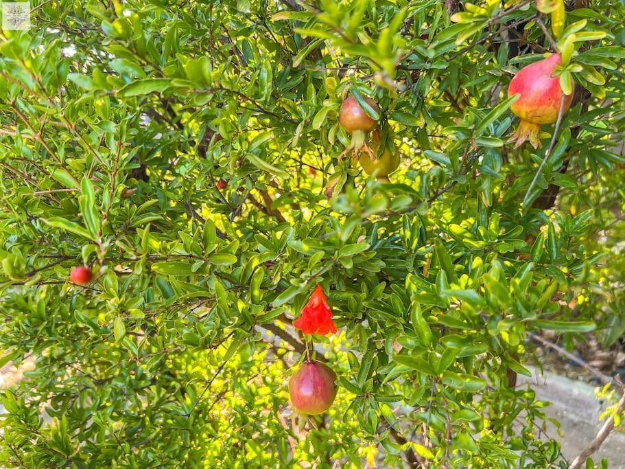 Finca Tierra Sana Estepona Eksteriør bilde